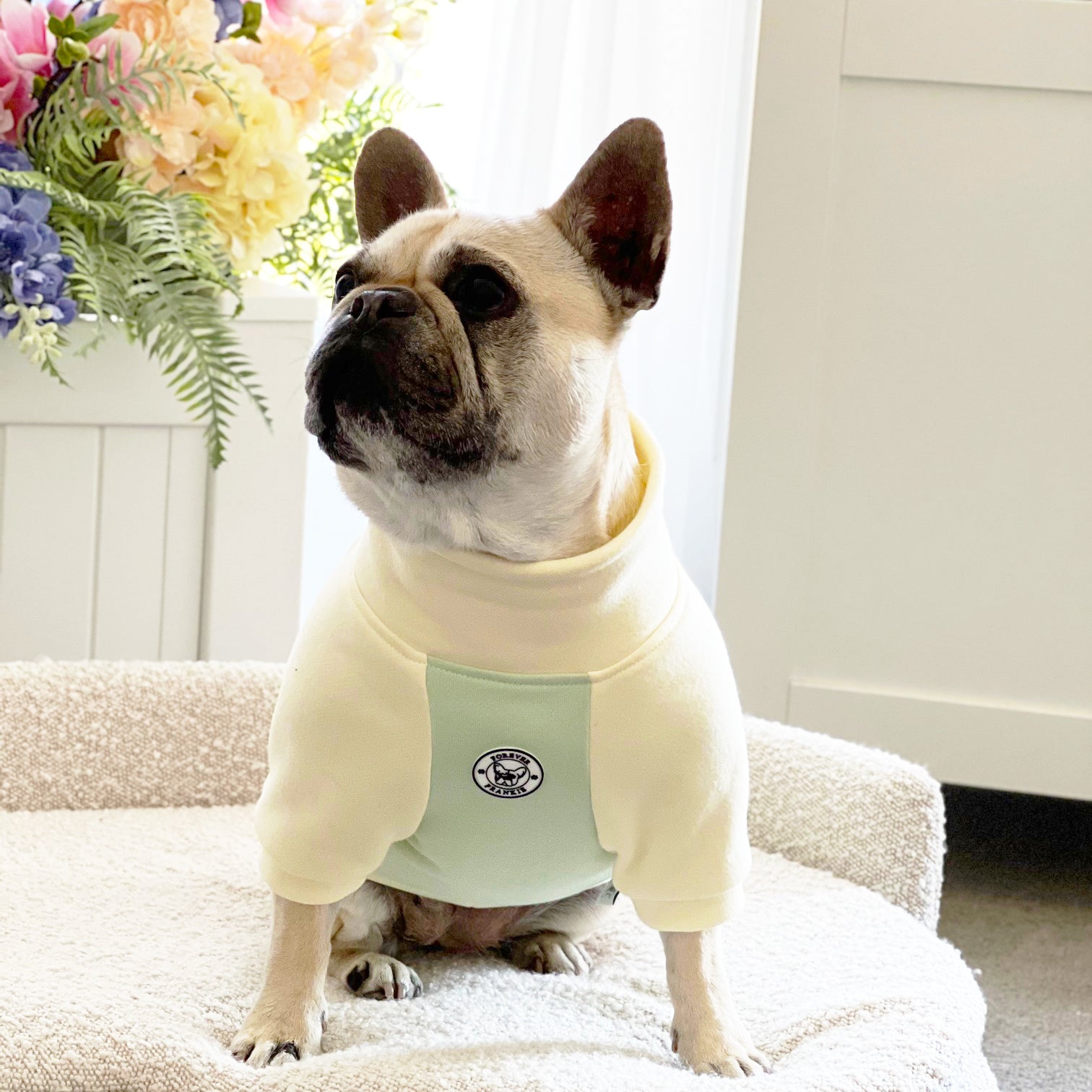 Pistachio Dog Skivvy