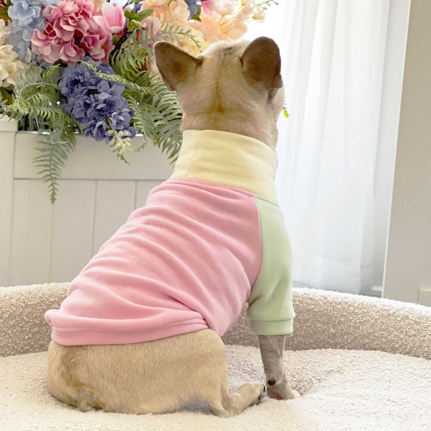 Neapolitan Dream Dog Skivvy