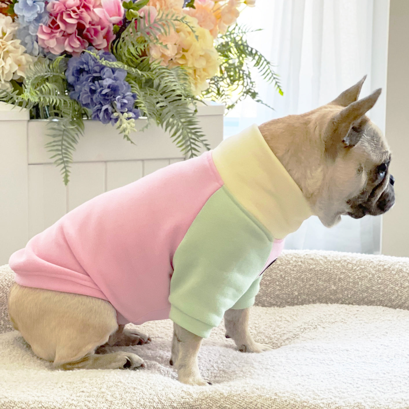 Neapolitan Dream Dog Skivvy