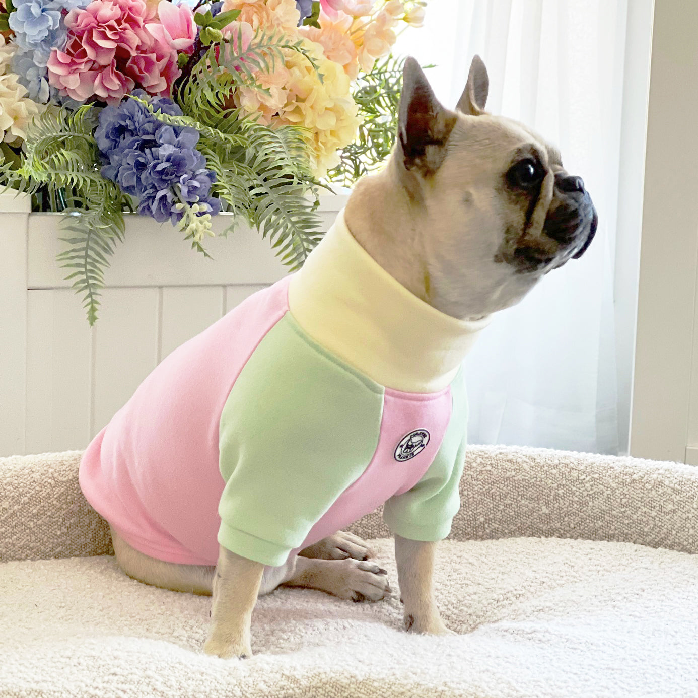 Neapolitan Dream Dog Skivvy