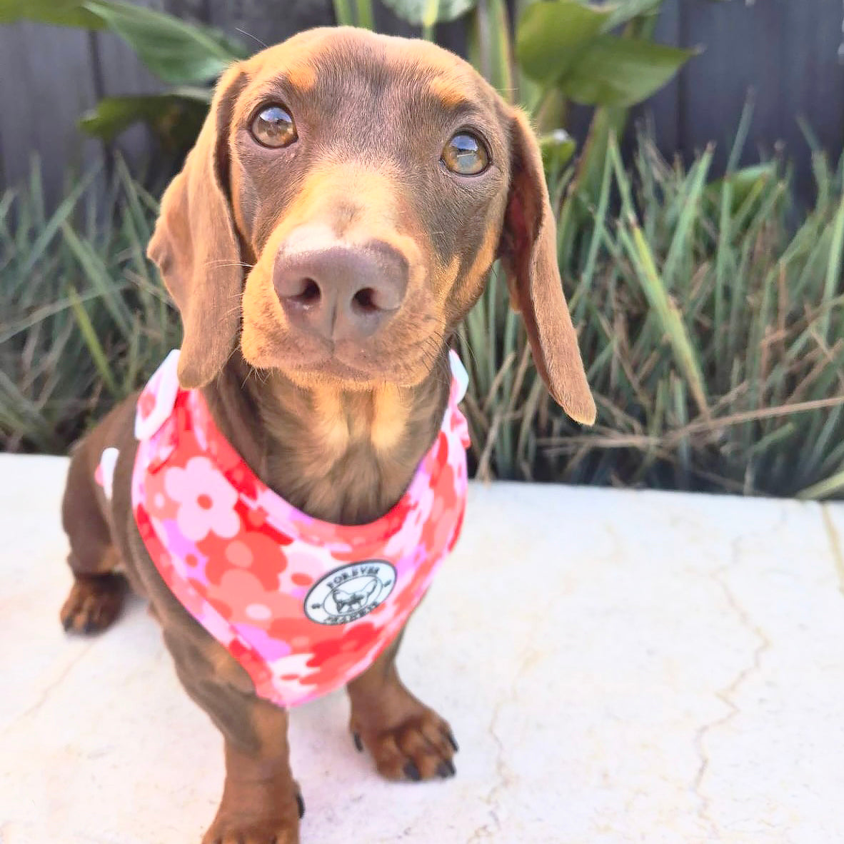 Sunset Bloom - Adjustable Harness