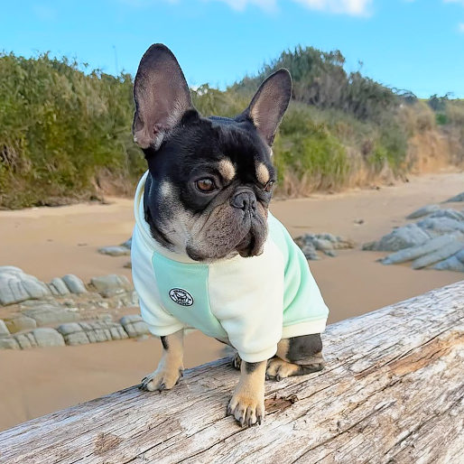 Pistachio Dog Skivvy