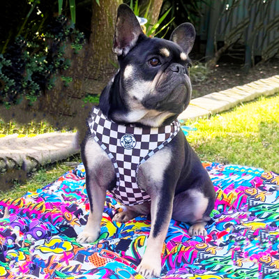Cocoa Check - Adjustable Harness