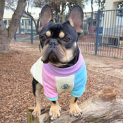 Pastel Parade Dog Skivvy