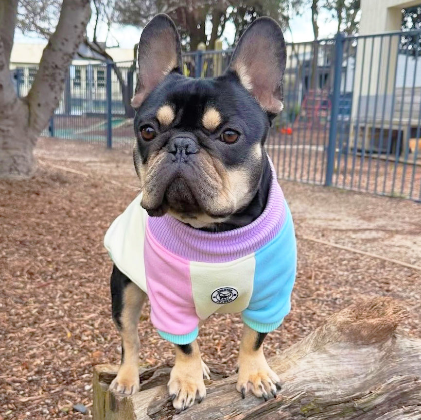 Pastel Parade Dog Skivvy