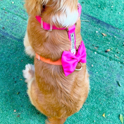 Sunset - Luxe Strap Harness