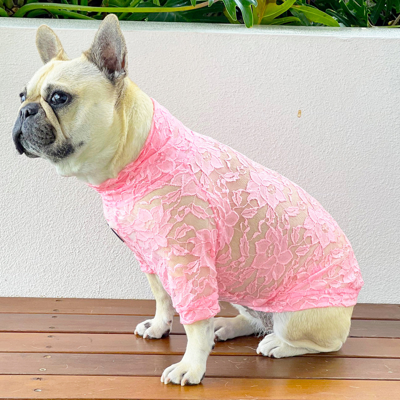 Bubblegum Lace - Luxe Dog Skivvy