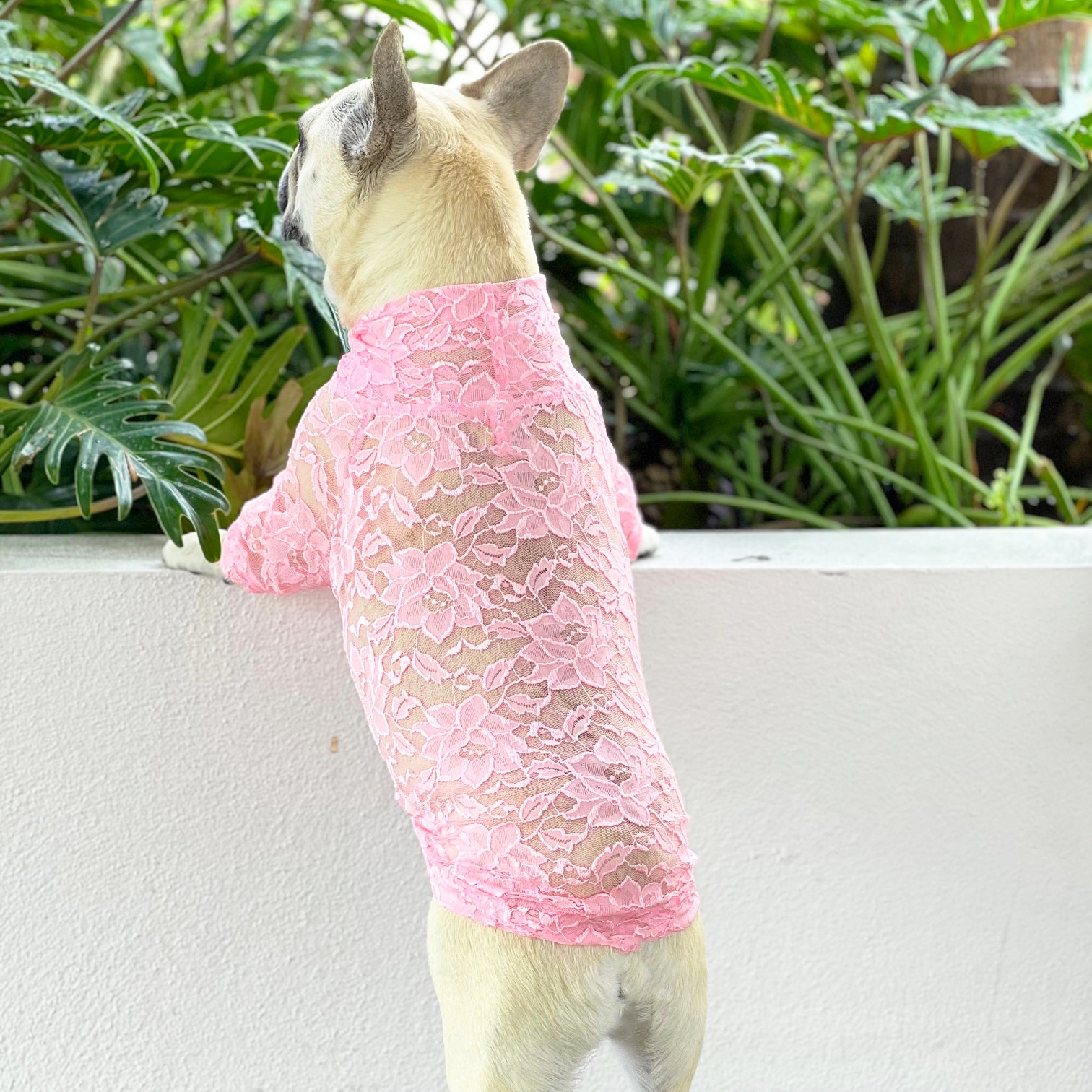 Bubblegum Lace - Luxe Dog Skivvy