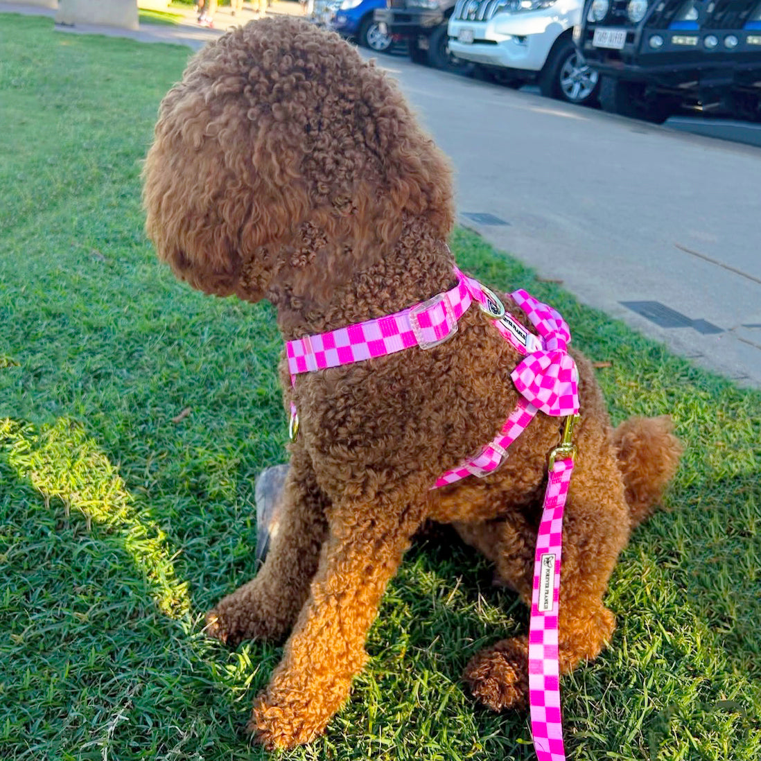 Pink Lemonade Check - Luxe Strap Harness