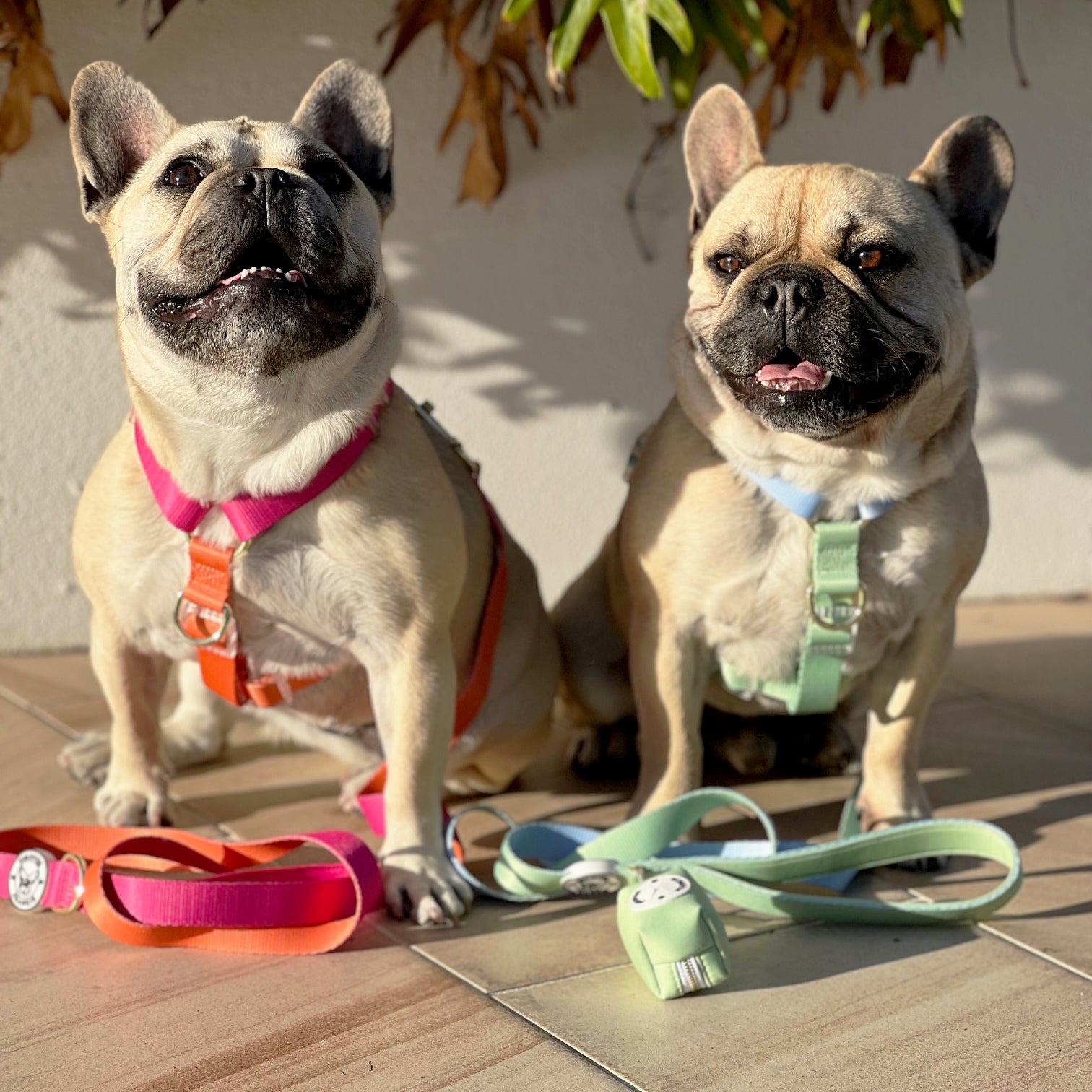 Sunset - Luxe Dog Lead