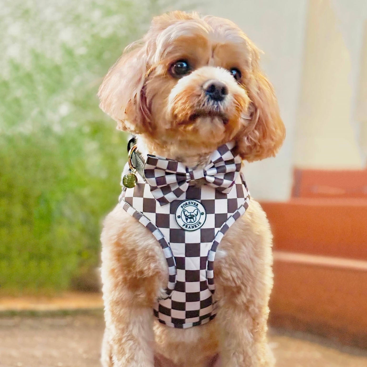 Cocoa Check - Adjustable Harness