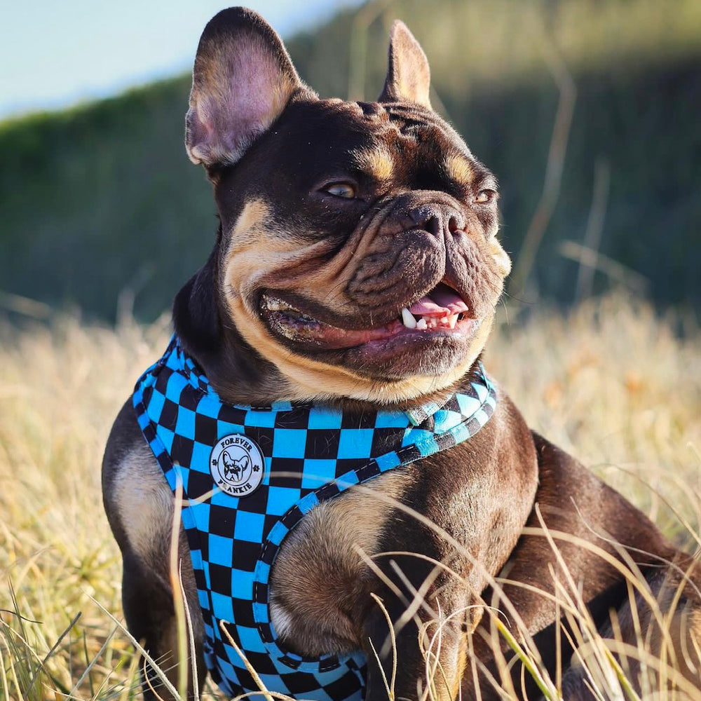 Blue Checkers - Adjustable Harness
