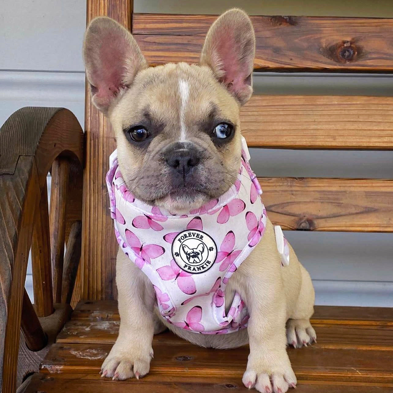 Butterfly Kisses - Adjustable Harness