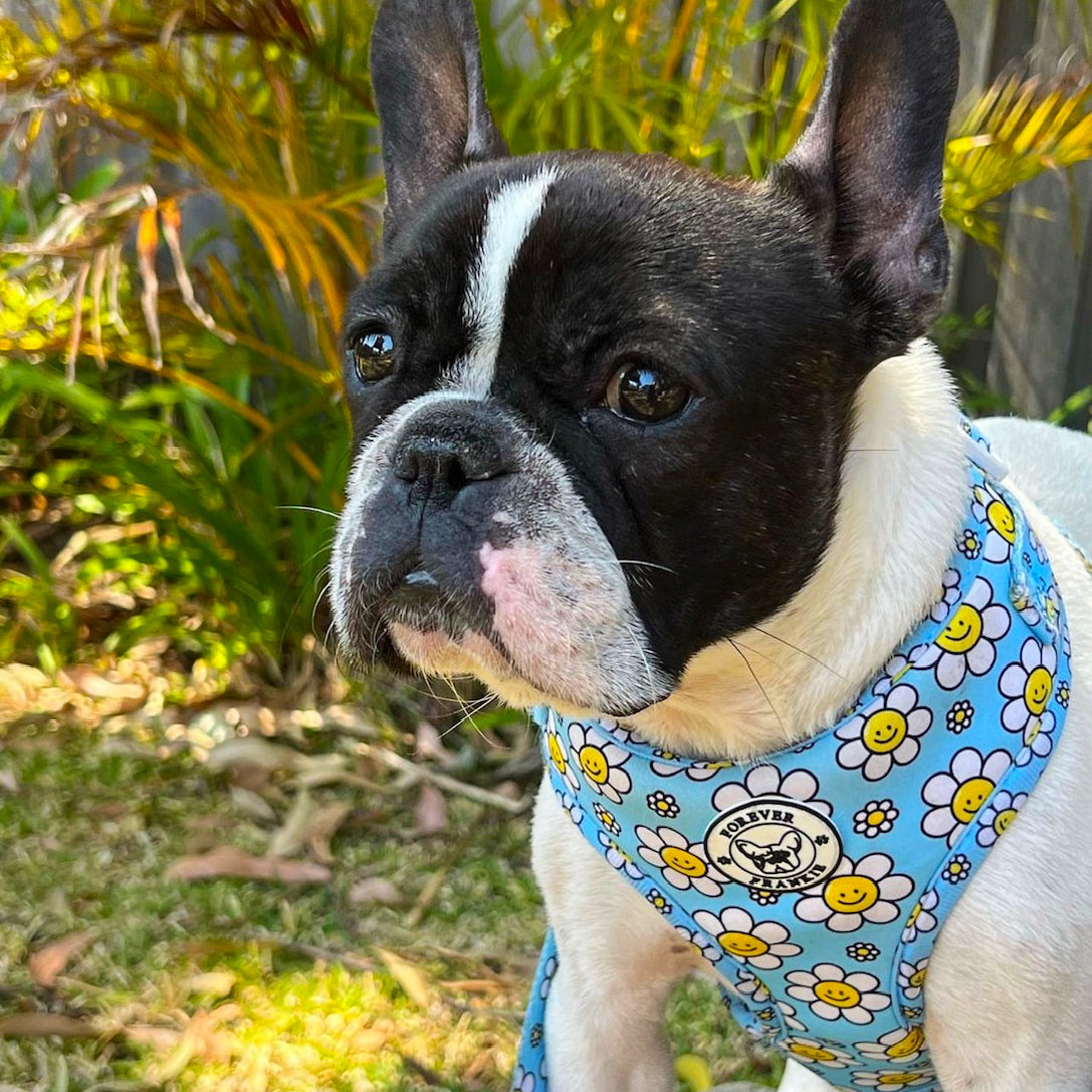 Happy Days - Adjustable Harness
