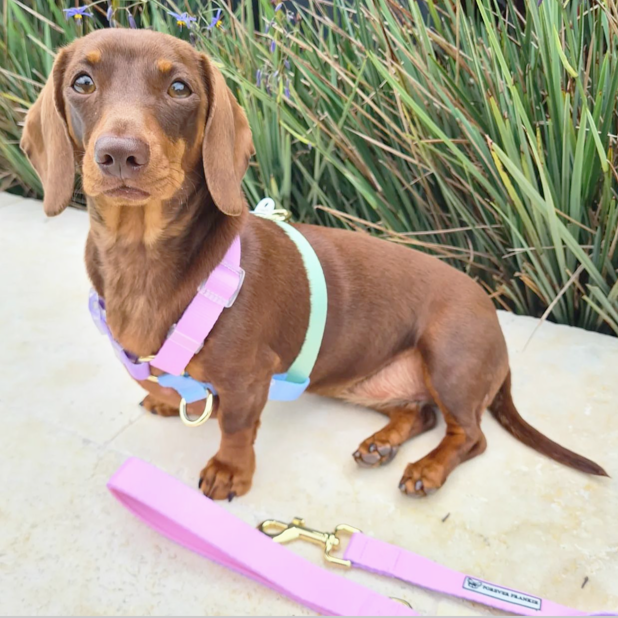 Pastel Rainbow - Luxe Strap Harness