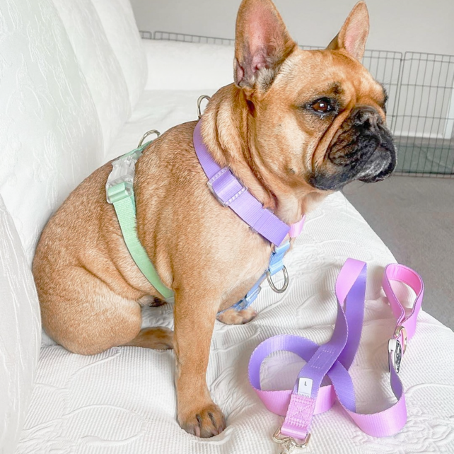 Pastel Pink / Lavender - Luxe Dog Lead