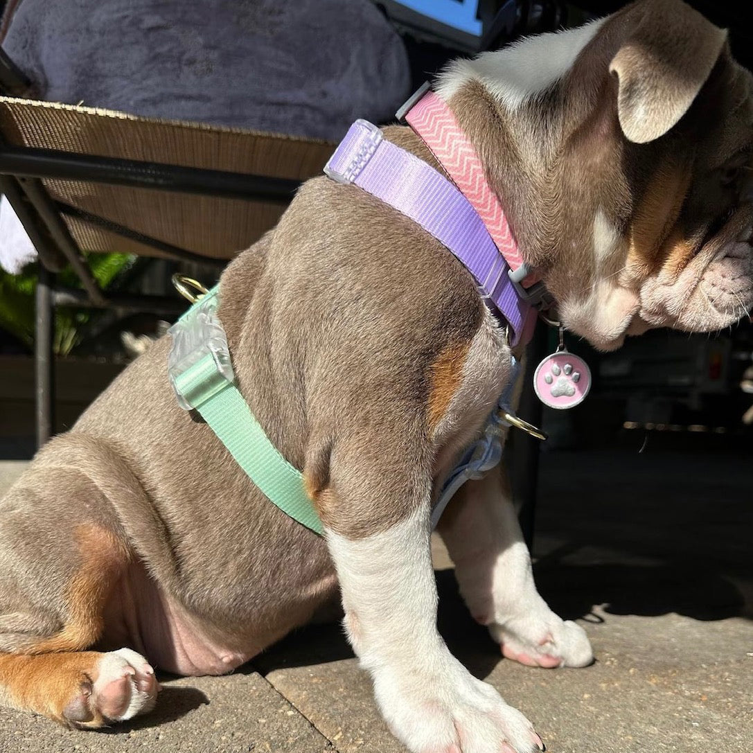 Pastel Rainbow - Luxe Strap Harness