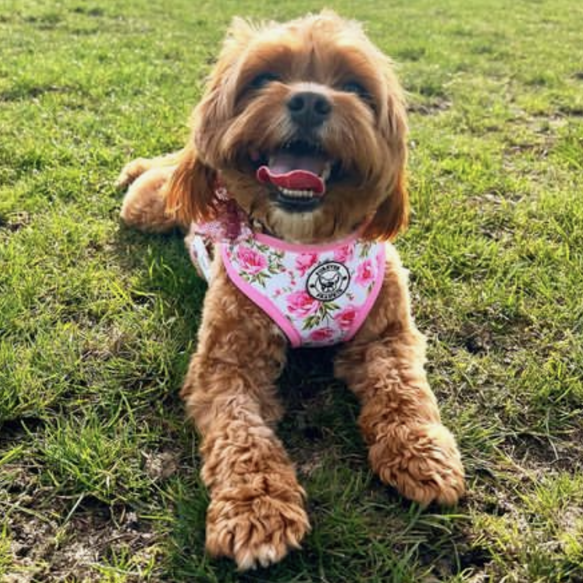 Peony Blooms - Adjustable Harness