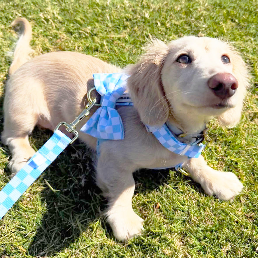 Sky Blue Check - Luxe Strap Harness