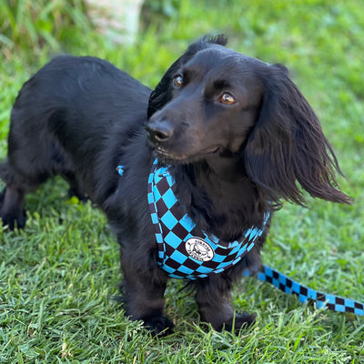 Blue Checkers - Adjustable Harness