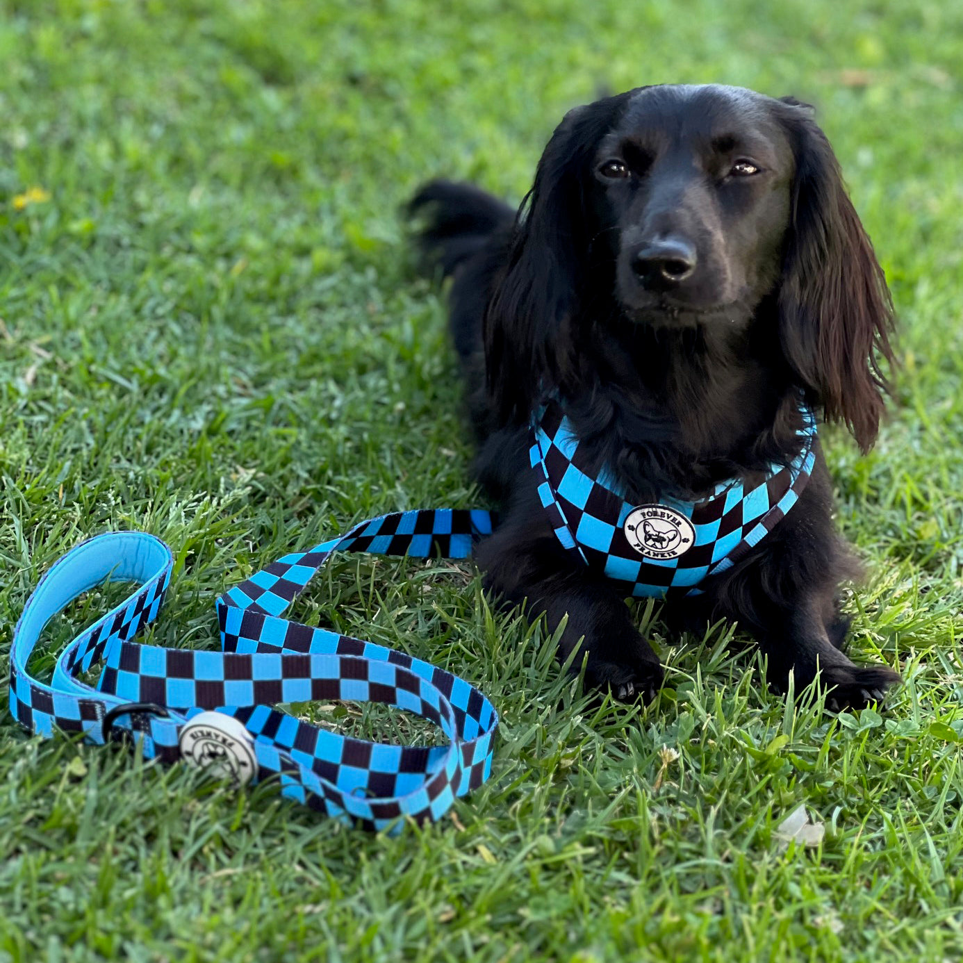 Blue Checkers - Dog Lead
