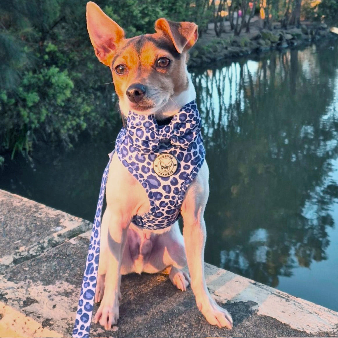 Purple Wild Thing - Adjustable Harness - End Of Line