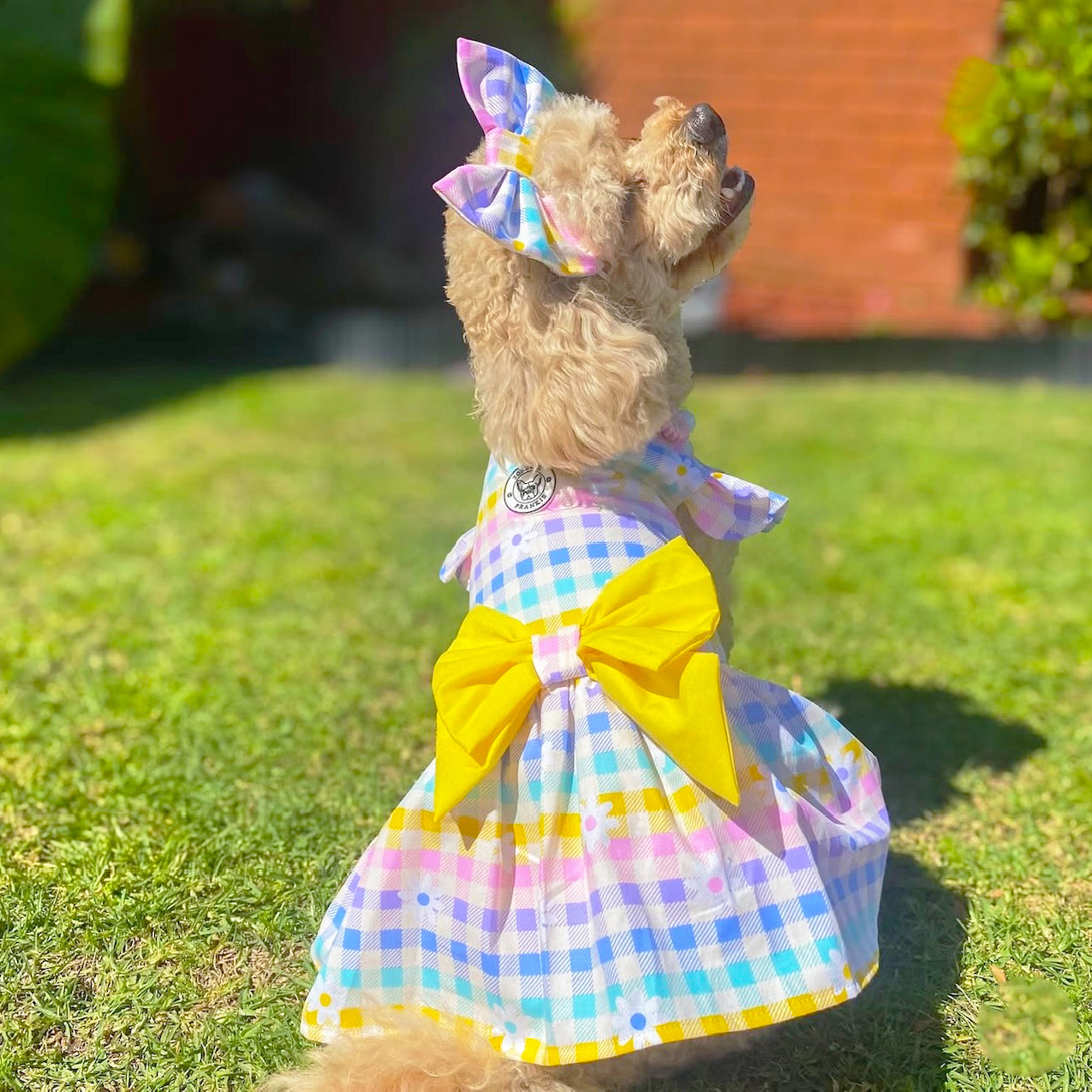 Buttercup Meadow Gingham - Ruffle Dog Dress (Limited Edition)
