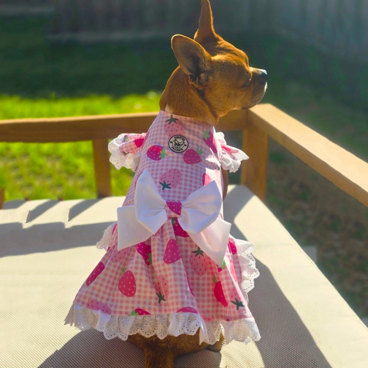 Strawberry Shortcake - Ruffle Dog Dress with bow (Limited Edition)