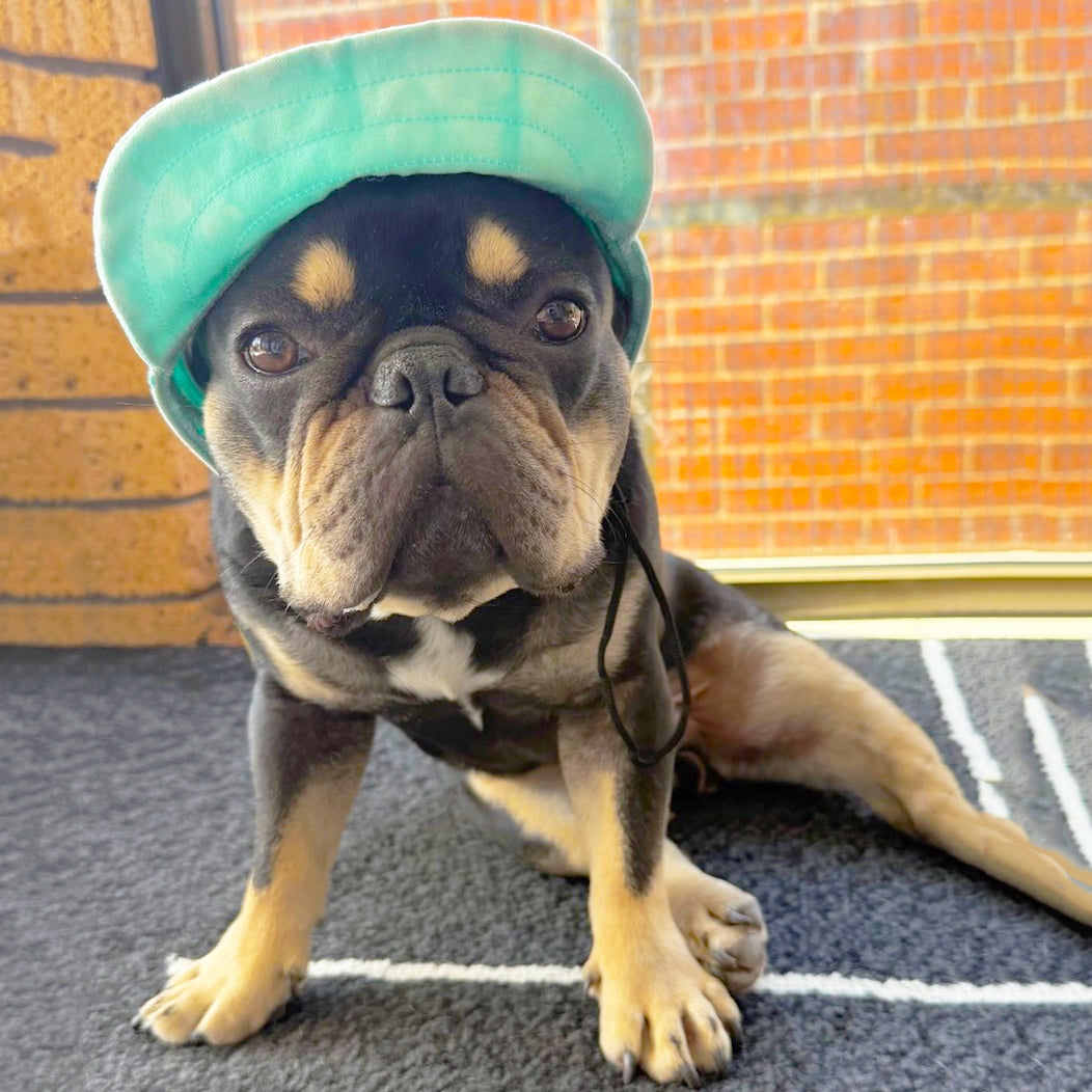 Dog Cap - Mint Stonewash