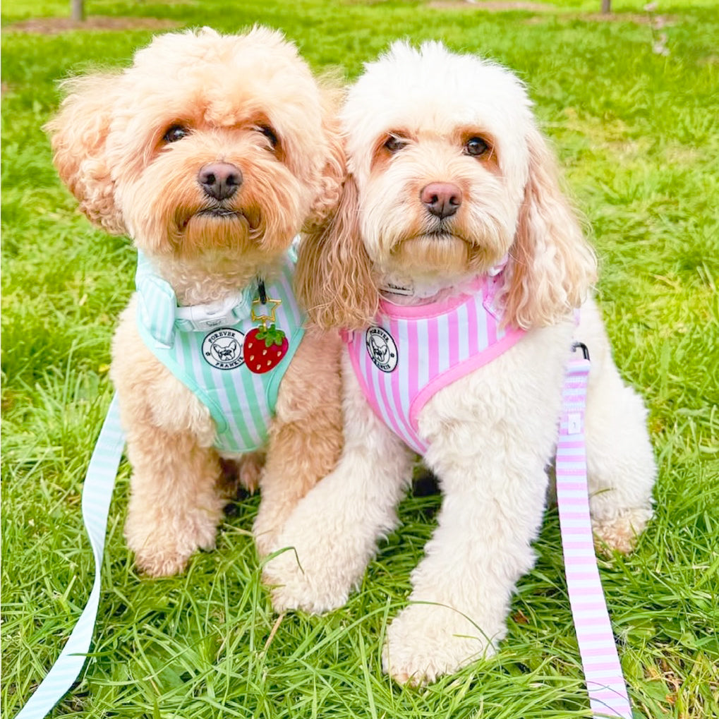 Mint Candy Stripe - Adjustable Harness