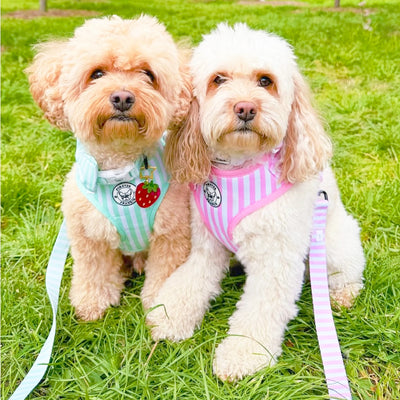 Pink Candy Stripe - Adjustable Harness