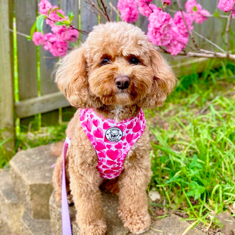 Sweethearts - Adjustable Harness