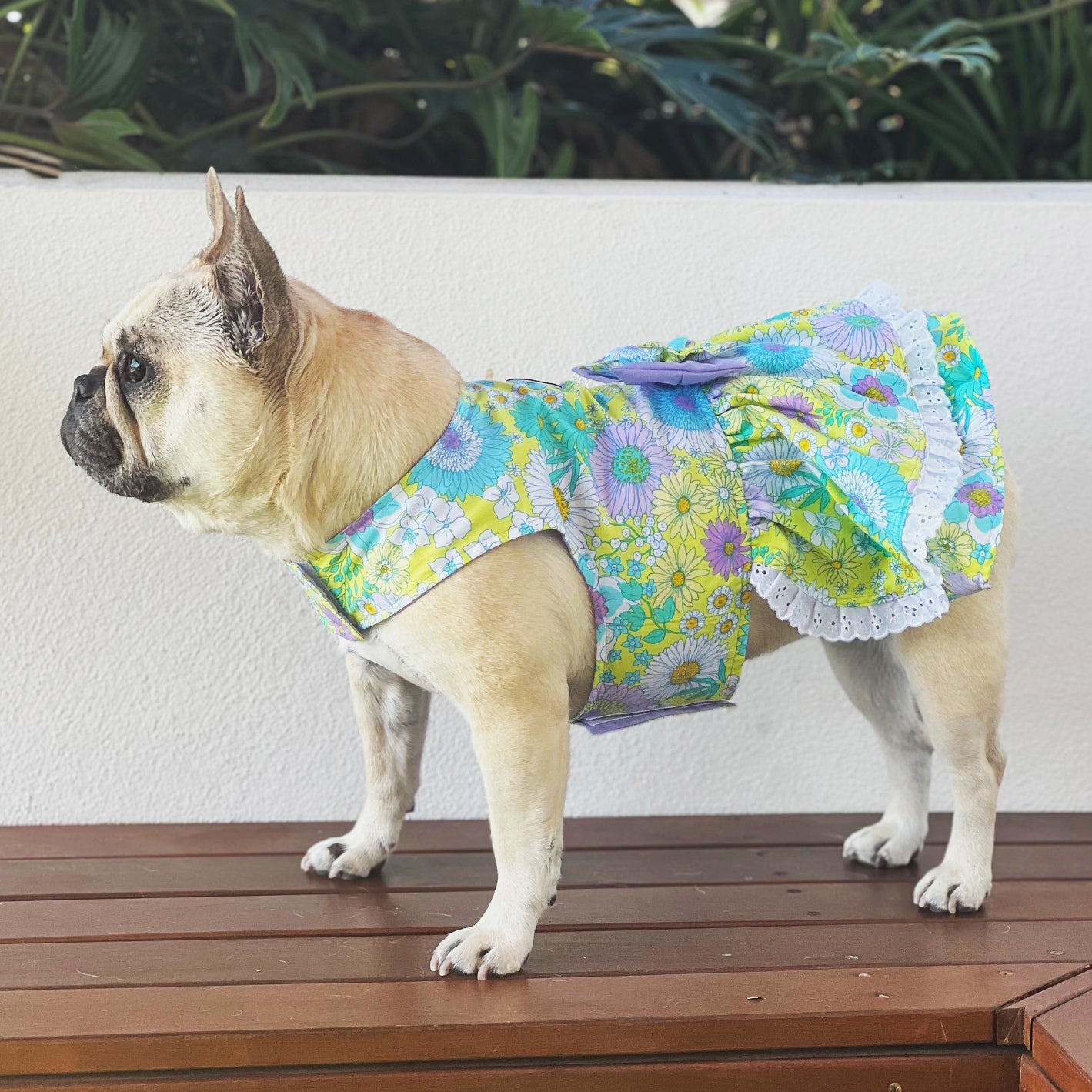 Sun-kissed Ruffles Dog Dress with bow