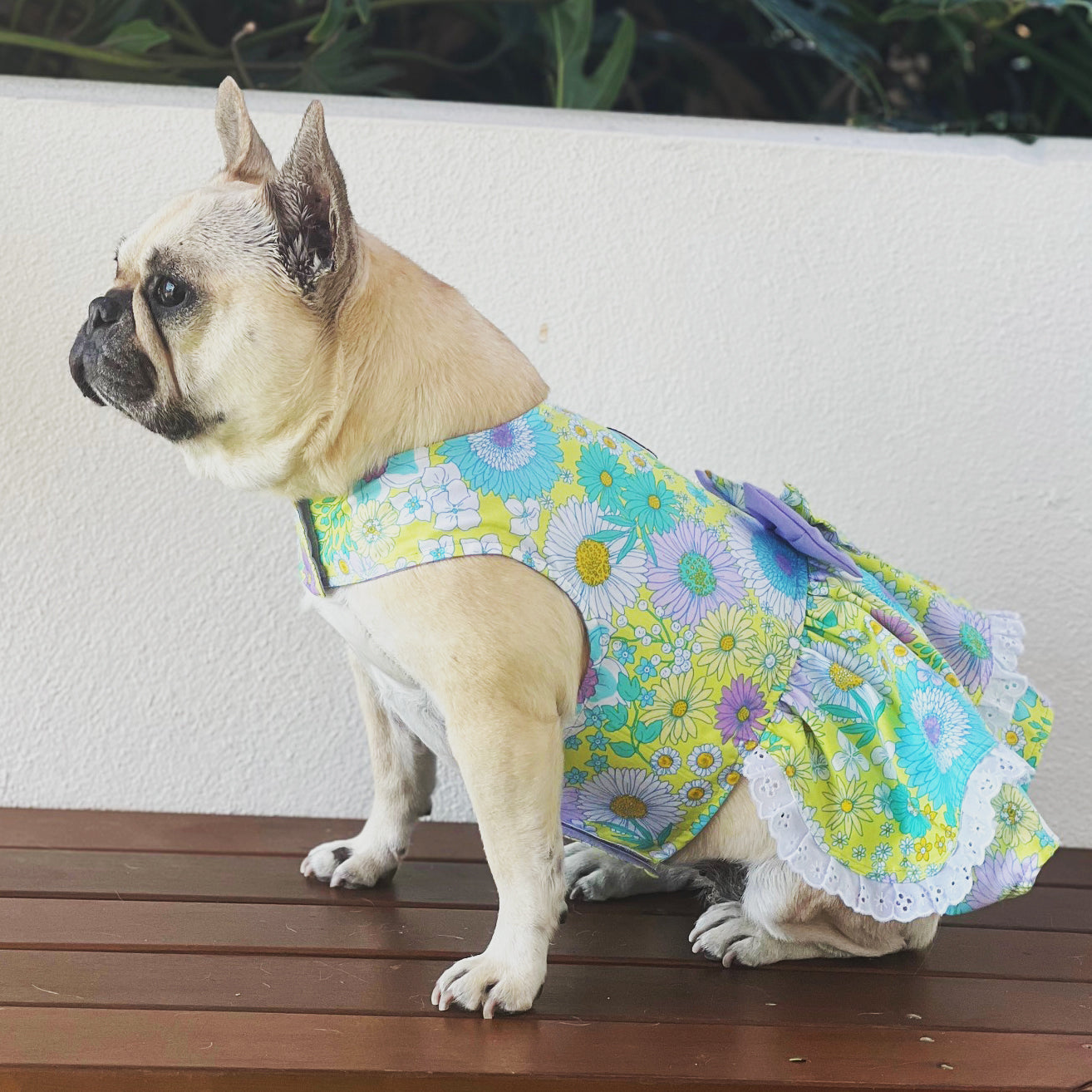 Sun-kissed Ruffles Dog Dress with bow