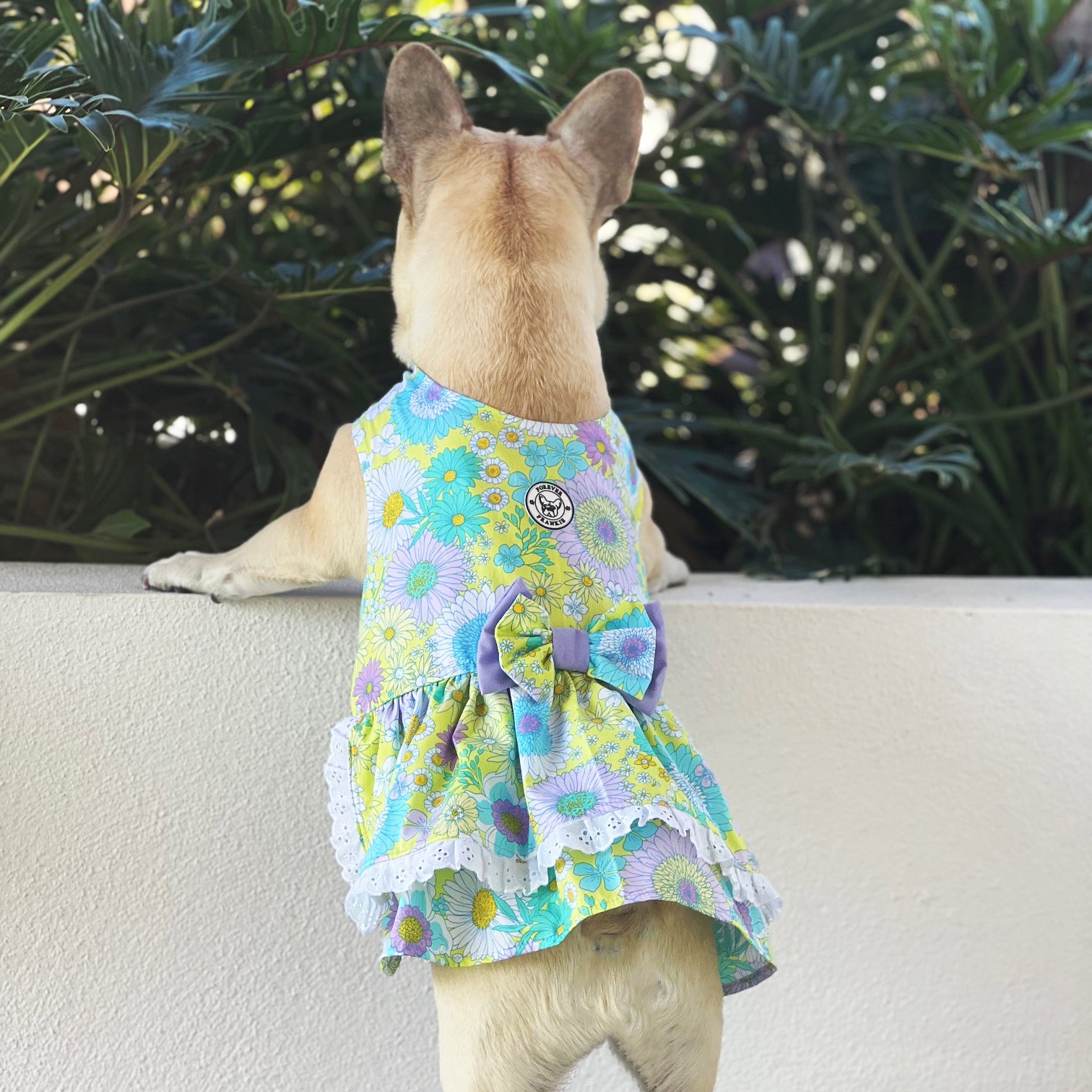 Sun-kissed Ruffles Dog Dress with bow