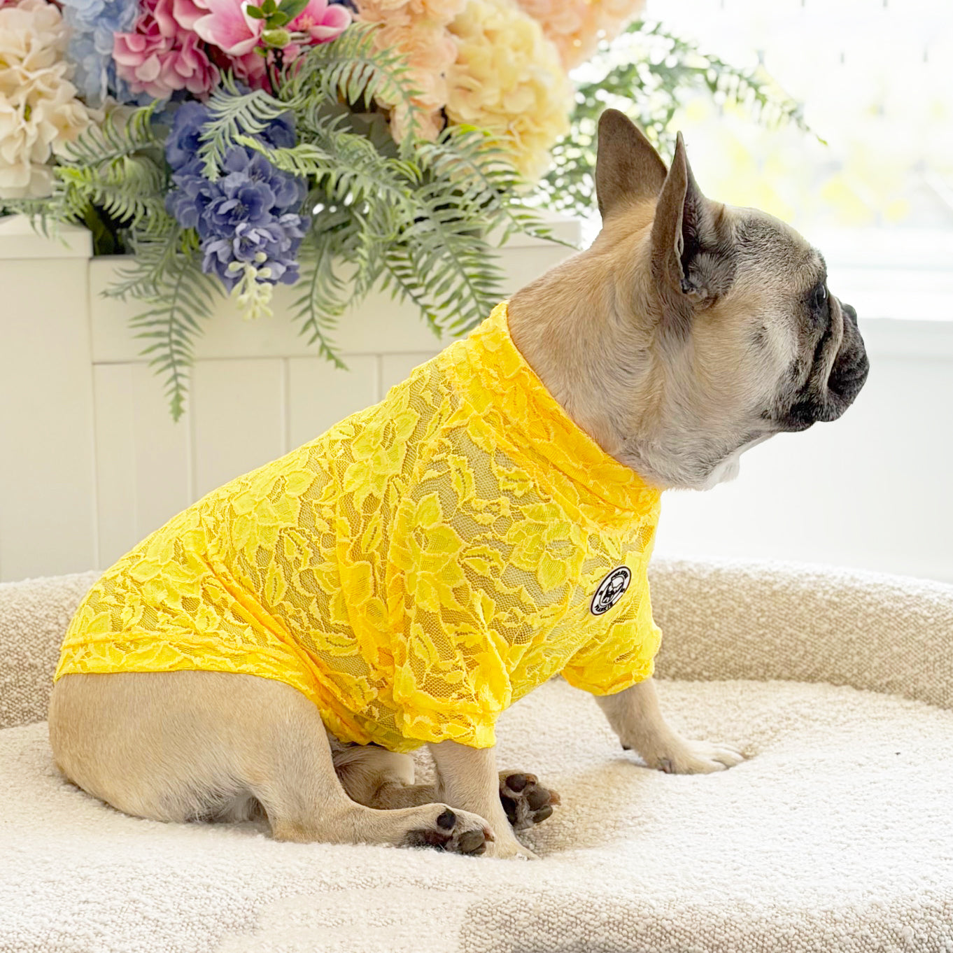 Sunshine Yellow Lace - Luxe Dog Skivvy