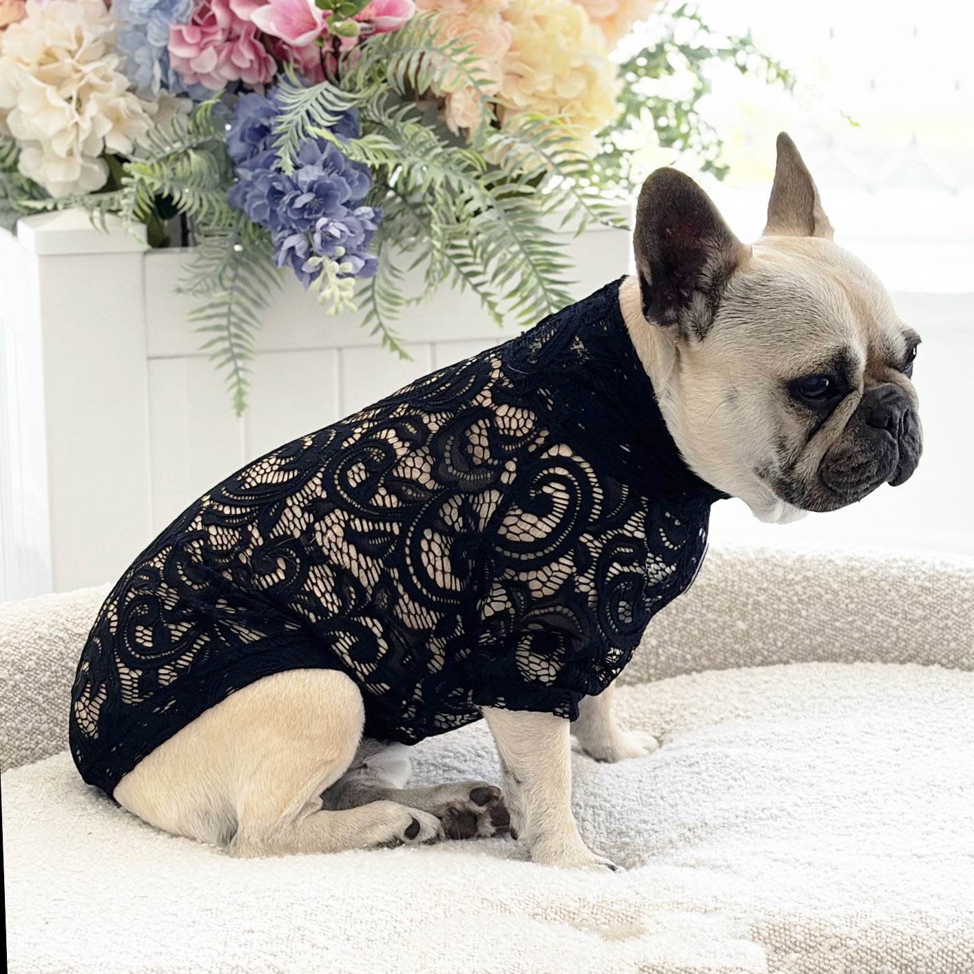 Midnight Lace - Luxe Dog Skivvy