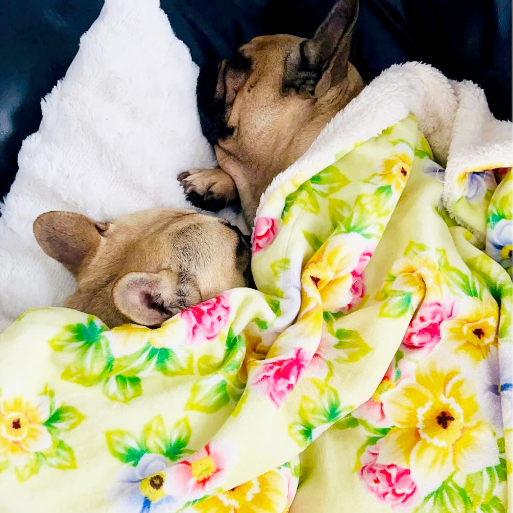 Summer Fling - Extra Soft Pet Blanket - End of Line