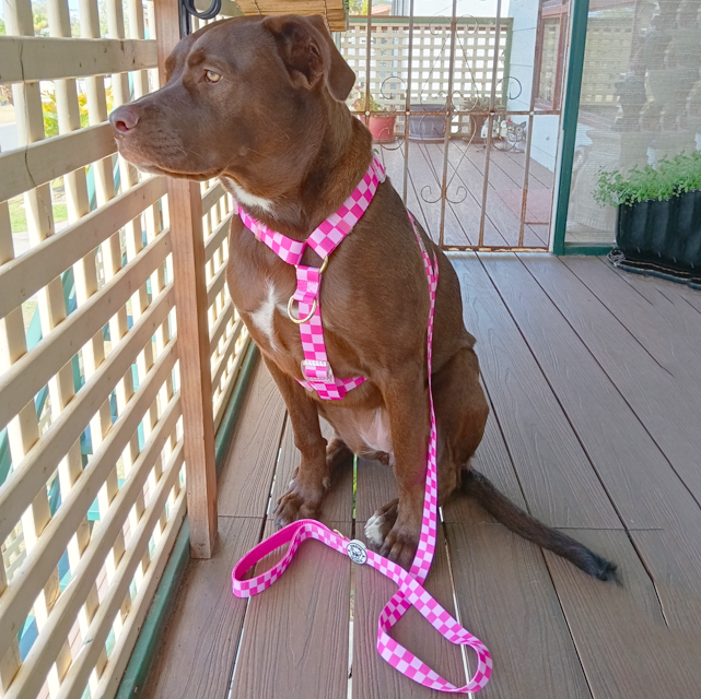 Pink Lemonade Check - Luxe Strap Harness