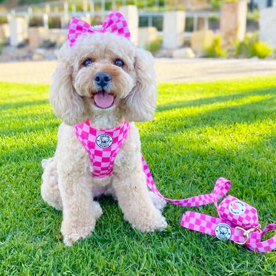 Pink Lemonade Check - Adjustable Harness
