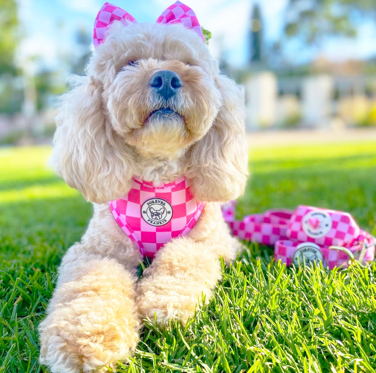 Pink Lemonade Check - Adjustable Harness