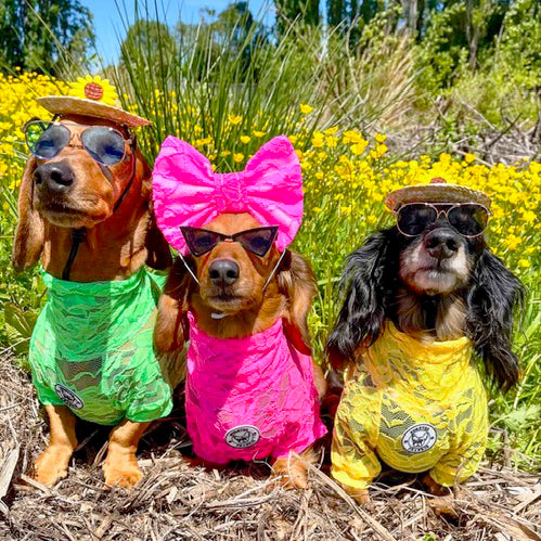 Hot Pink Lace - Luxe Dog Skivvy