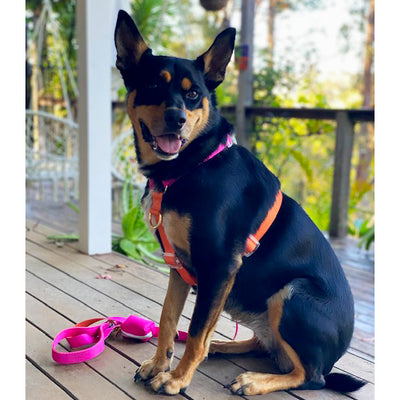 Sunset - Luxe Strap Harness