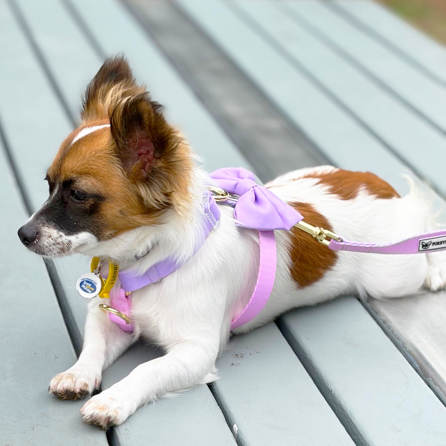 Pastel Pink / Lavender - Luxe Strap Harness