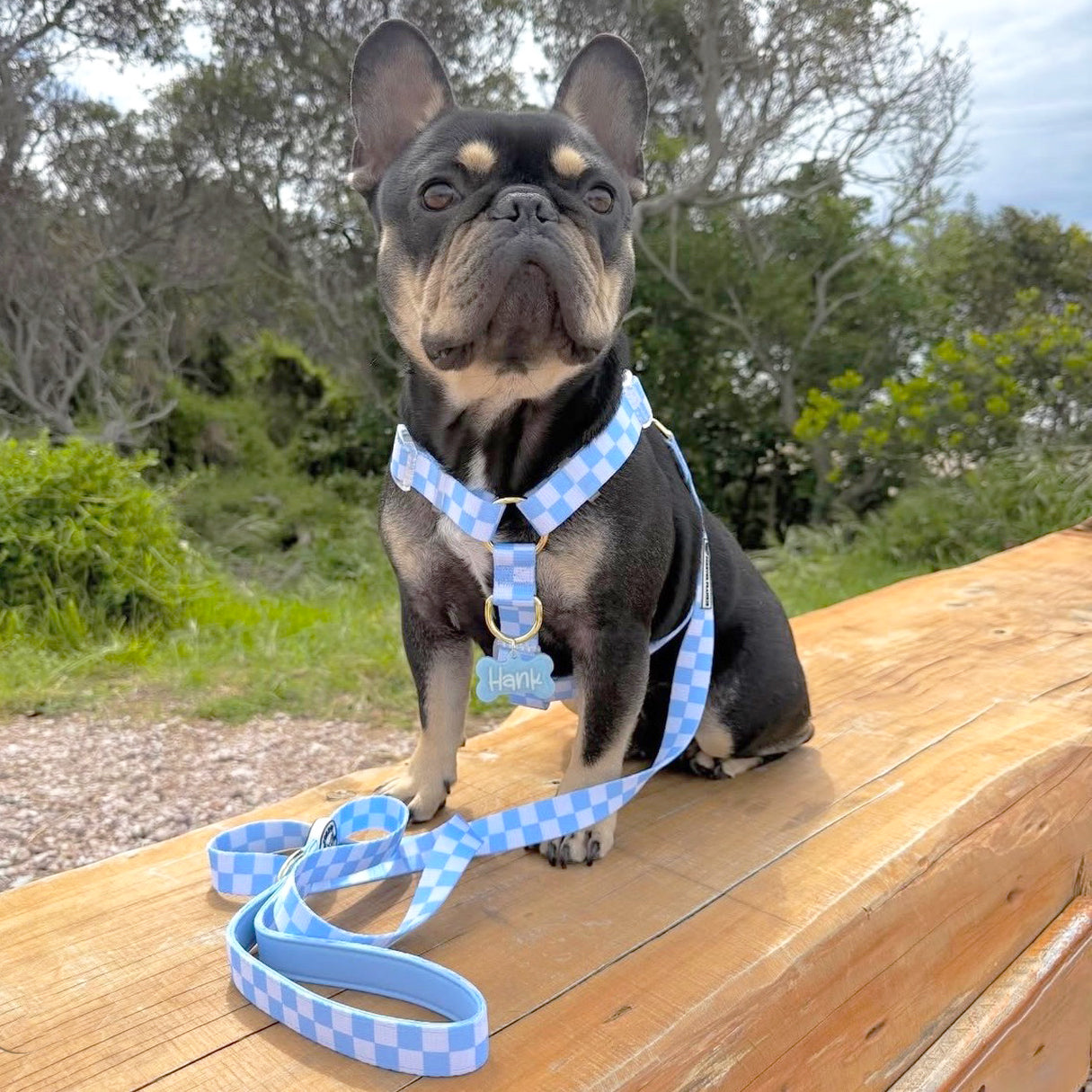 Sky Blue Check - Luxe Strap Harness