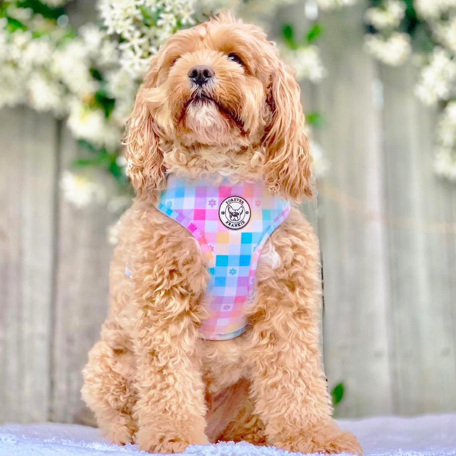 Gingham Wonderland - Adjustable Harness