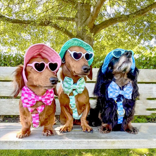 Sky Blue Check - Luxe Strap Harness