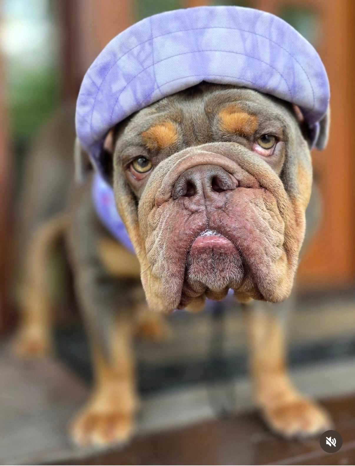 Dog Cap - Lavender Stonewash