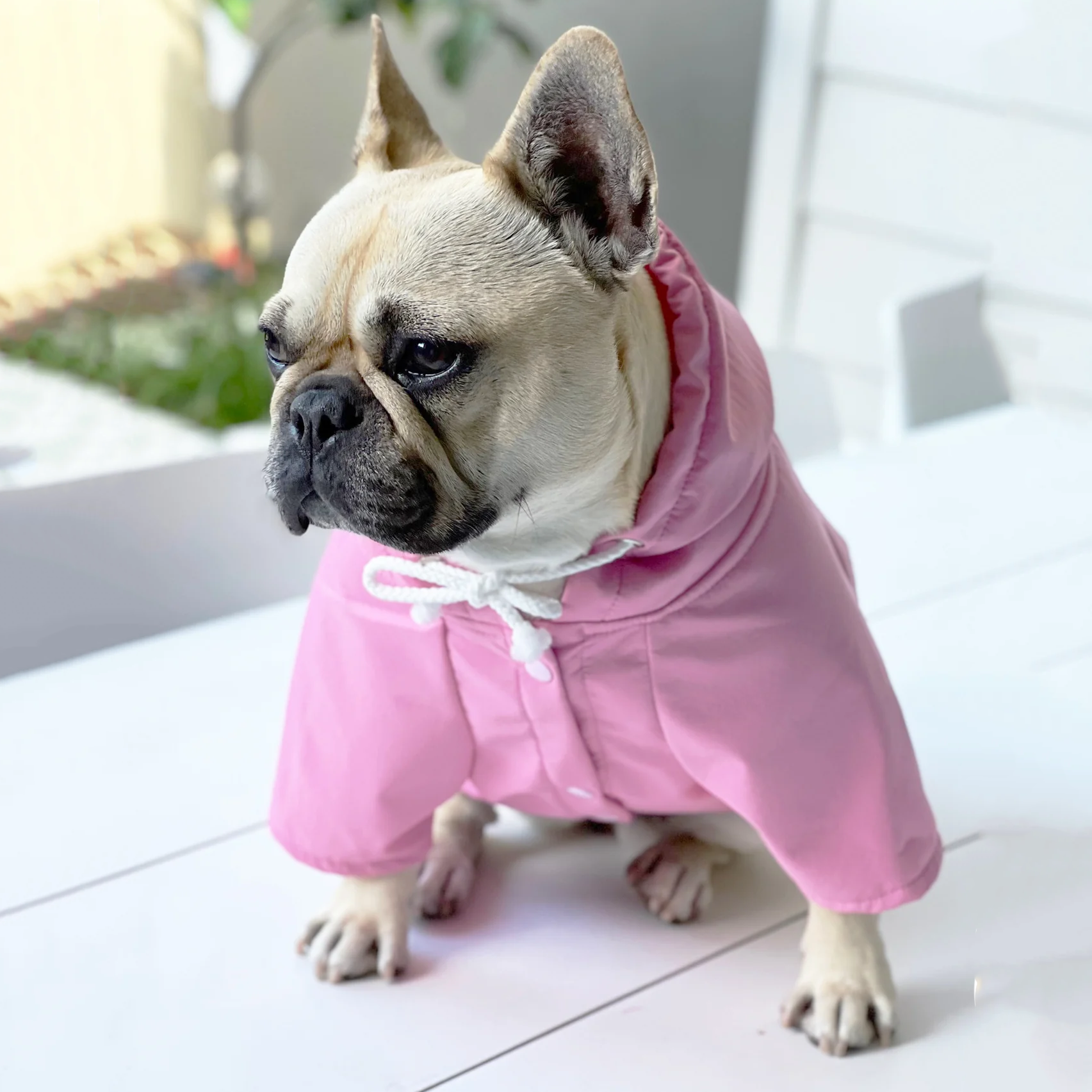 Pink Blue - Dog Rain Jacket-End of Line!