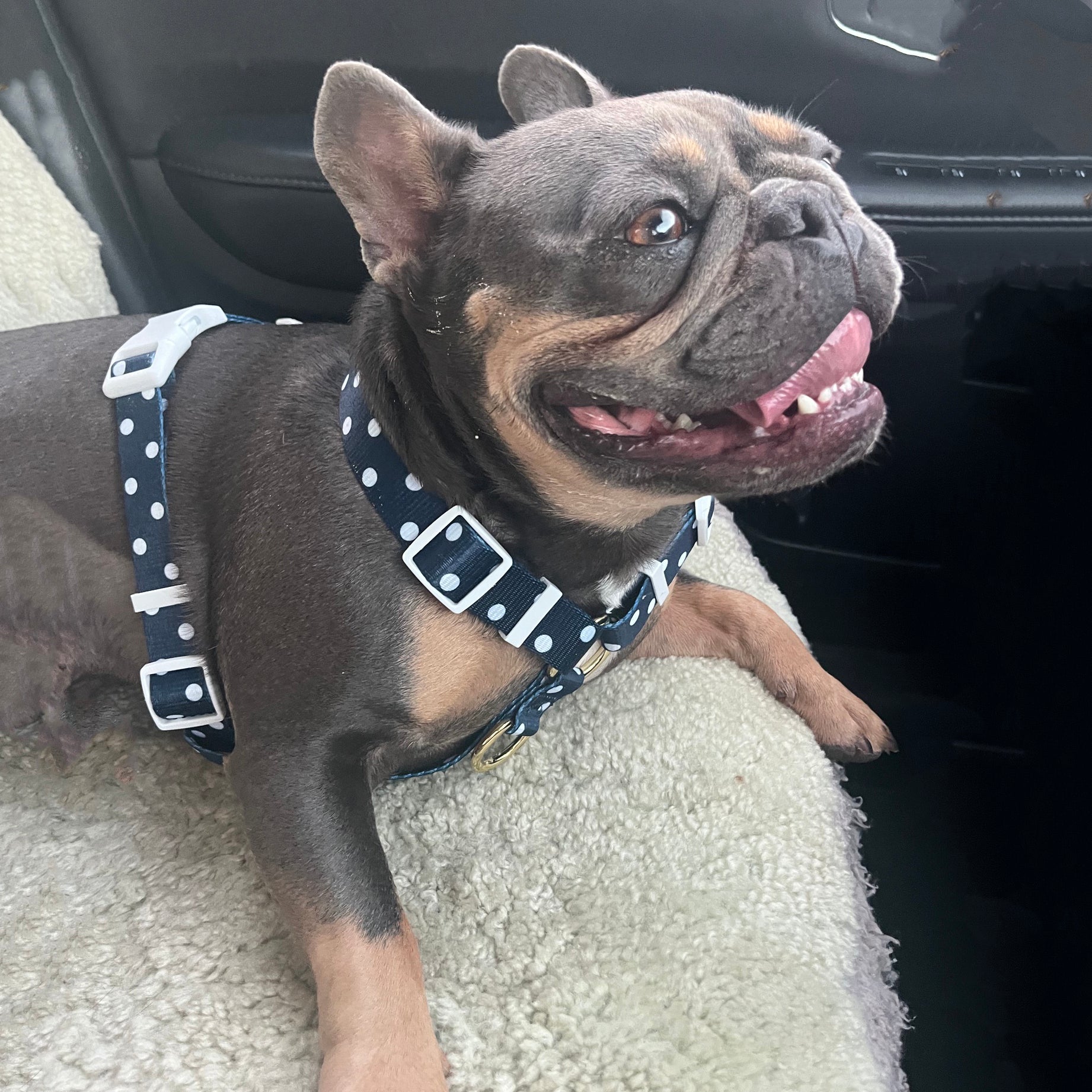 Navy Polka Dot - Luxe Strap Harness
